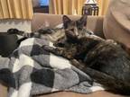 Adopt BEAN and POOF a Tortoiseshell, Tabby