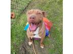 Adopt Georgia a Shar-Pei, Staffordshire Bull Terrier