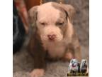 Mutt Puppy for sale in Ormond Beach, FL, USA