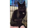 Adopt Tarot a Domestic Short Hair