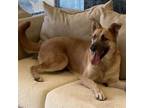 Adopt Willow a Shepherd, Golden Retriever