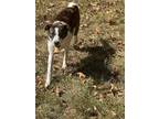 Adopt Stella (was megan)($100of fee sponsored a Jack Russell Terrier