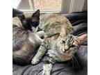Adopt PEGGY and LUANNE a Tabby