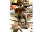 Adopt Queenie of Hearts a Pit Bull Terrier, Mixed Breed