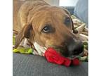 Adopt Jitterbug a Labrador Retriever