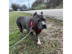 Adopt Moonlight a Pit Bull Terrier