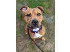 Dash, American Pit Bull Terrier For Adoption In Lowville, New York