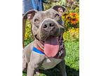 Felix, American Pit Bull Terrier For Adoption In Boulder, Colorado