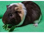 Lord Byron, Guinea Pig For Adoption In Gary, Indiana