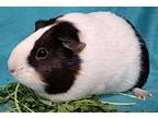 Esme, Guinea Pig For Adoption In Gary, Indiana