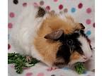 Maverick, Guinea Pig For Adoption In Gary, Indiana