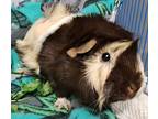 Brownie (a), Guinea Pig For Adoption In Gary, Indiana