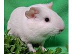 Nowell, Guinea Pig For Adoption In Gary, Indiana