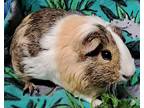 Sweetie, Guinea Pig For Adoption In Gary, Indiana