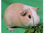 Gabriel, Guinea Pig For Adoption In Gary, Indiana