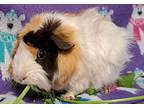 Roux, Guinea Pig For Adoption In Gary, Indiana