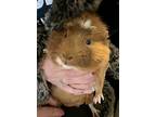 Lion, Guinea Pig For Adoption In Andover, Connecticut
