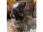 Shy, Lionhead For Adoption In Andover, Connecticut