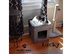 Lucky, Domestic Shorthair For Adoption In Council Bluffs, Iowa