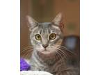 Blade, Domestic Shorthair For Adoption In Pequot Lakes, Minnesota