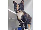 Veronicat, Domestic Shorthair For Adoption In Chicago, Illinois