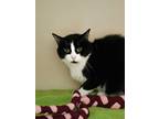 Summer, Domestic Shorthair For Adoption In Pequot Lakes, Minnesota