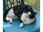 Panda, Domestic Shorthair For Adoption In Sparta, Wisconsin