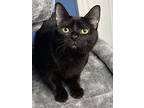 Bali Church, Domestic Shorthair For Adoption In Mount Laurel, New Jersey