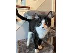 Xenia Bond, Domestic Shorthair For Adoption In Mount Laurel, New Jersey