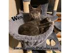 Wes, Domestic Shorthair For Adoption In Toledo, Ohio