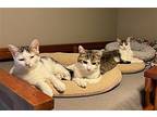 Jackie, Bean & Sprout **courtesy Post**, Domestic Shorthair For Adoption In