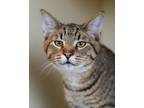 Elephant, Domestic Shorthair For Adoption In Pequot Lakes, Minnesota