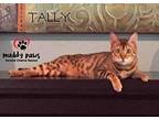 Tally, Bengal For Adoption In Council Bluffs, Iowa