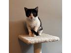 Cookie, Domestic Shorthair For Adoption In Arlington, Texas