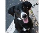 Spanks, Labrador Retriever For Adoption In Richmond, Virginia