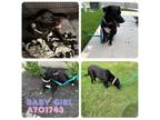 Adopt BABY GIRL a Labrador Retriever