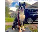 Bonnie, Bull Terrier For Adoption In Alvin, Texas