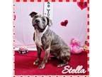 Adopt Stella a Pit Bull Terrier