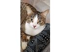 Lily, Domestic Shorthair For Adoption In Millville, California