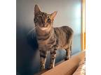 Cyrus Summerhill, Domestic Shorthair For Adoption In Mount Laurel, New Jersey