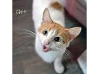 Chit, Domestic Shorthair For Adoption In Chicago, Illinois