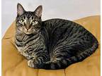 Cedric, American Shorthair For Adoption In Whitestone, New York