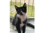 Allistair, Domestic Shorthair For Adoption In Chicago, Illinois