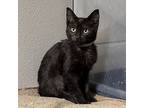 Panther, Domestic Shorthair For Adoption In Arlington, Texas