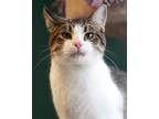 Elk, Domestic Shorthair For Adoption In Pequot Lakes, Minnesota