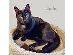 Maple, Domestic Shorthair For Adoption In Chicago, Illinois