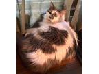 Mina Miles, Domestic Longhair For Adoption In Mount Laurel, New Jersey
