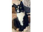 Pepe, Domestic Shorthair For Adoption In Mount Laurel, New Jersey
