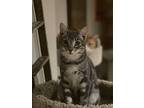 Rudolph, Domestic Shorthair For Adoption In Mount Laurel, New Jersey