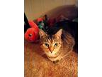 Ruby Orchard, Domestic Shorthair For Adoption In Mount Laurel, New Jersey